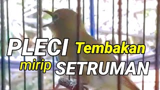 pleci tembakan UNIK mirip SETRUMAN bikin lawan NGABRUT mendengar tembakan pleci ini ‼️