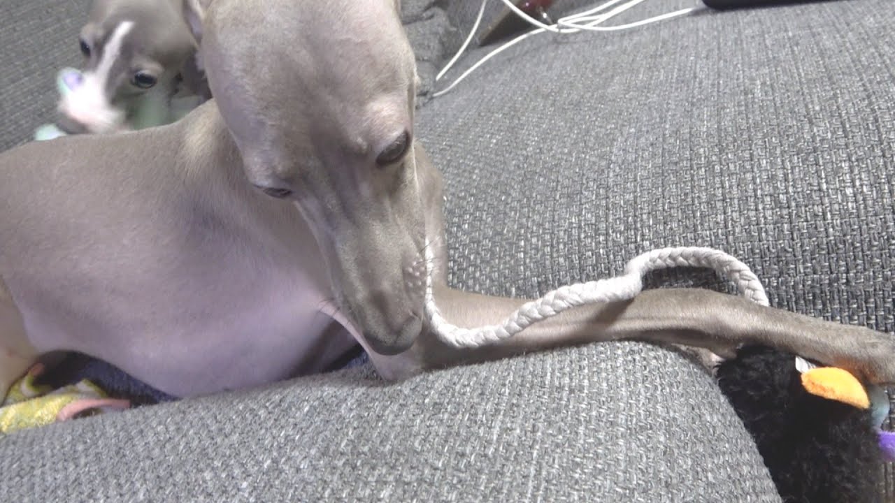 Doggybox ミイラでもクモでもとりあえずぶっ倒していく犬 イタリアングレーハウンド Youtube