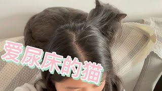 我家的猫爱尿床怎么办？爬上沙发玩我的头发，就差踩在我头上了