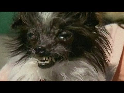 فيديو: مالك حيوان أليف في المملكة المتحدة يفوز بكلب مستنسخ في المسابقة