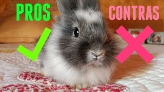 Pros y contras de tener un conejo