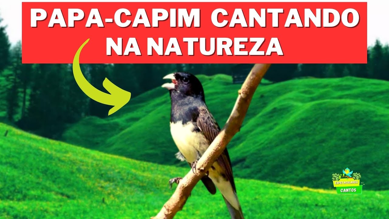 Stream AMOSTRA DO PAPA CAPIM by cantoresdanatureza