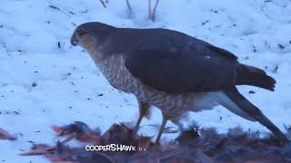 Which Hawk Killed My Cardinal? Sharp-Shinned Hawk Or Coopers Hawk???