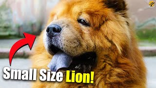 Chow Chow Dog Breed Mini Lion From China #Shorts