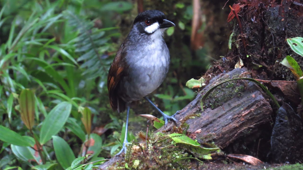 Panchito - the Jocotoco Antpitta