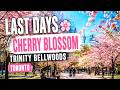 What It’s Like Walking Through Toronto’s Last Cherry Blossoms 🌸 | Episode 53