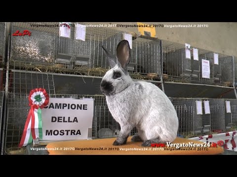 Video: Occhio Nuvoloso Nei Conigli