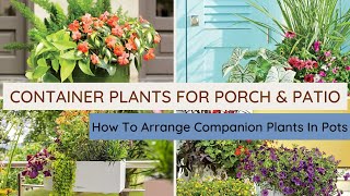 Best Container Plants for a Porch Entrance | Companion Potted Plants for Porch & Patio