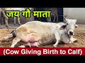 Beautiful Video 😻 Cow Giving Birth to Lovely Female Calf ❤️ Must Watch