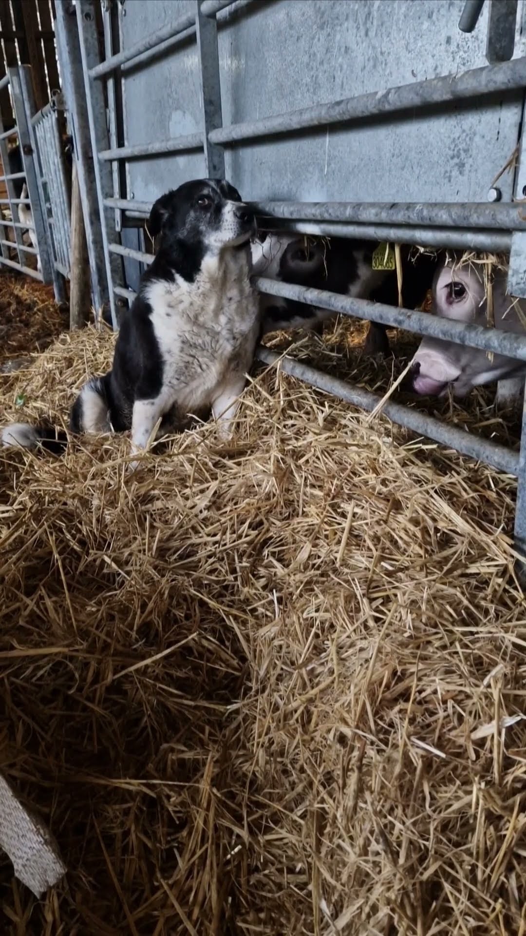 Happy Dog Getting Cow Kisses || ViralHog