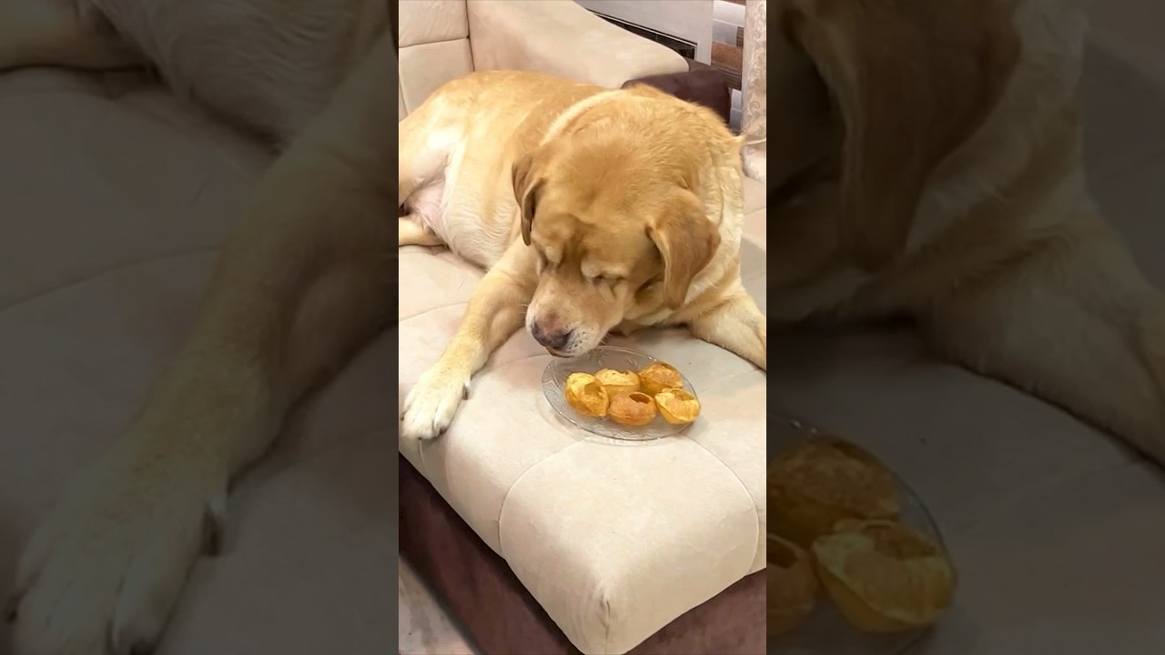 Golgappa challenge🔥leo vs family😂 