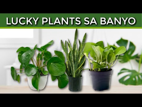 Video: Mga halaman sa banyo na walang bintana: aloe vera, sansevieria, dracaena, fern, chlorophytum. Mga tampok ng paglalagay at pangangalaga