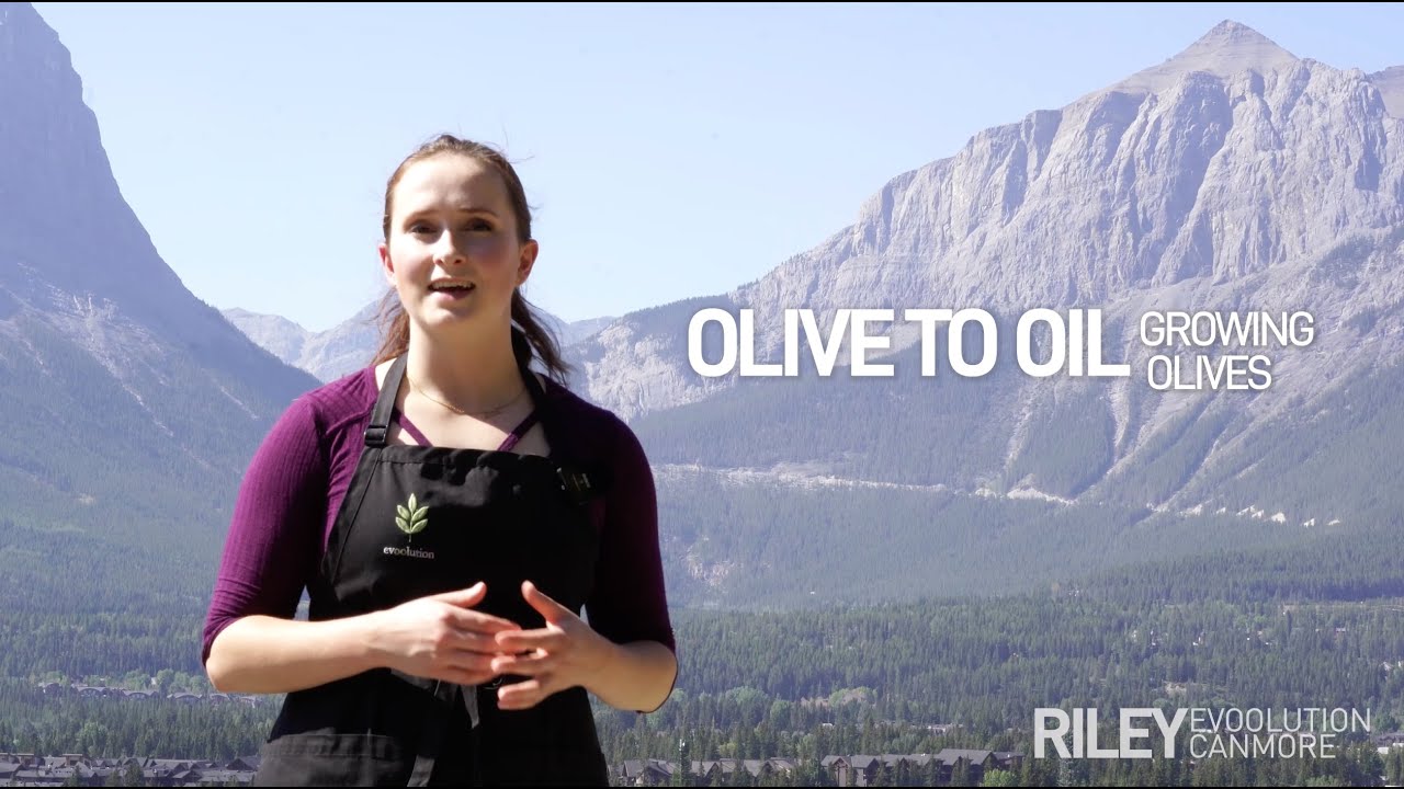From Olive to Oil Growing Olives YouTube