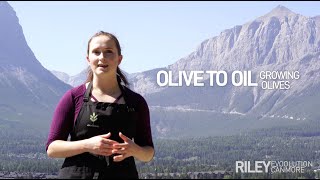 From Olive to Oil: Growing Olives