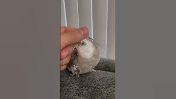 Helping Birb With Pin Feathers