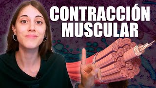 ¿Cómo funciona la CONTRACCIÓN MUSCULAR (y qué significa LA HIPERACTINA)?