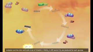 The citric acid cycle (kreb's cycle) - 3d animation