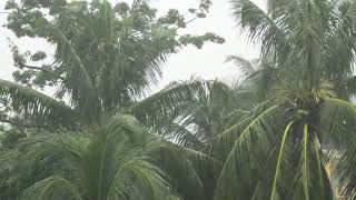 Тропический Ливень, Звук Природы! Tropical Downpour!