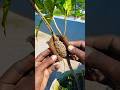 How to grow jasmine flower plant by air layering method | Tips & tricks in this video #reels