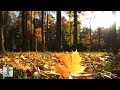 3 HOURS of Beautiful Autumn Colours ~ Amazing Nature Scenery & The Best Relax Music