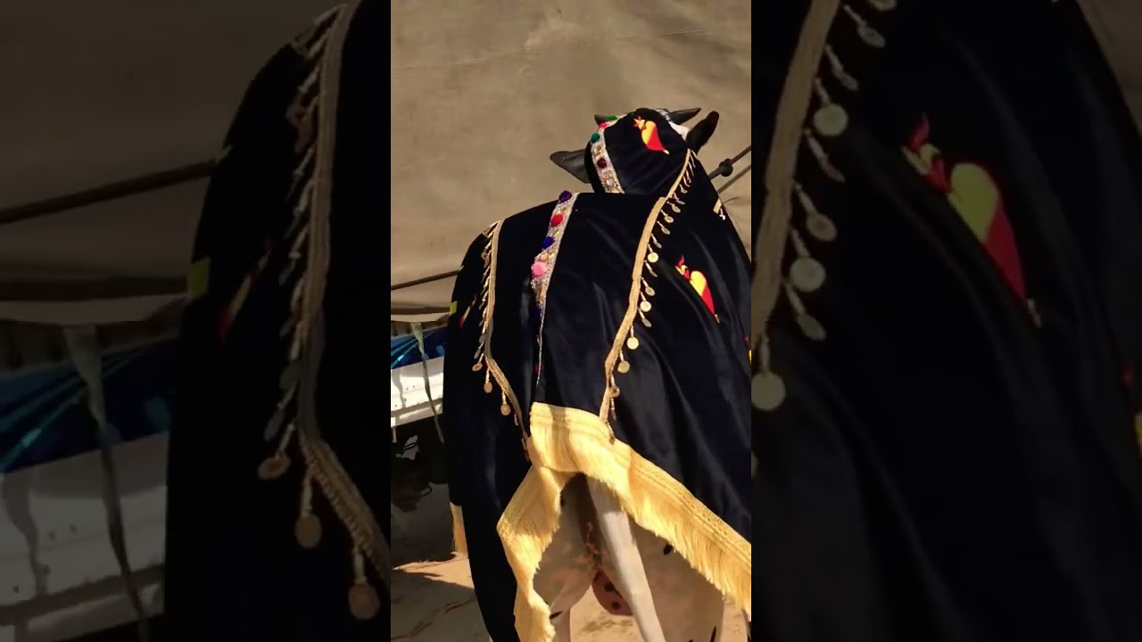 Bull race Gujar khan |bull video |bull race |bull for sale 