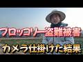 ブロッコリをちぎられ窃盗8年カメラを仕掛けた結果。。わかりました。