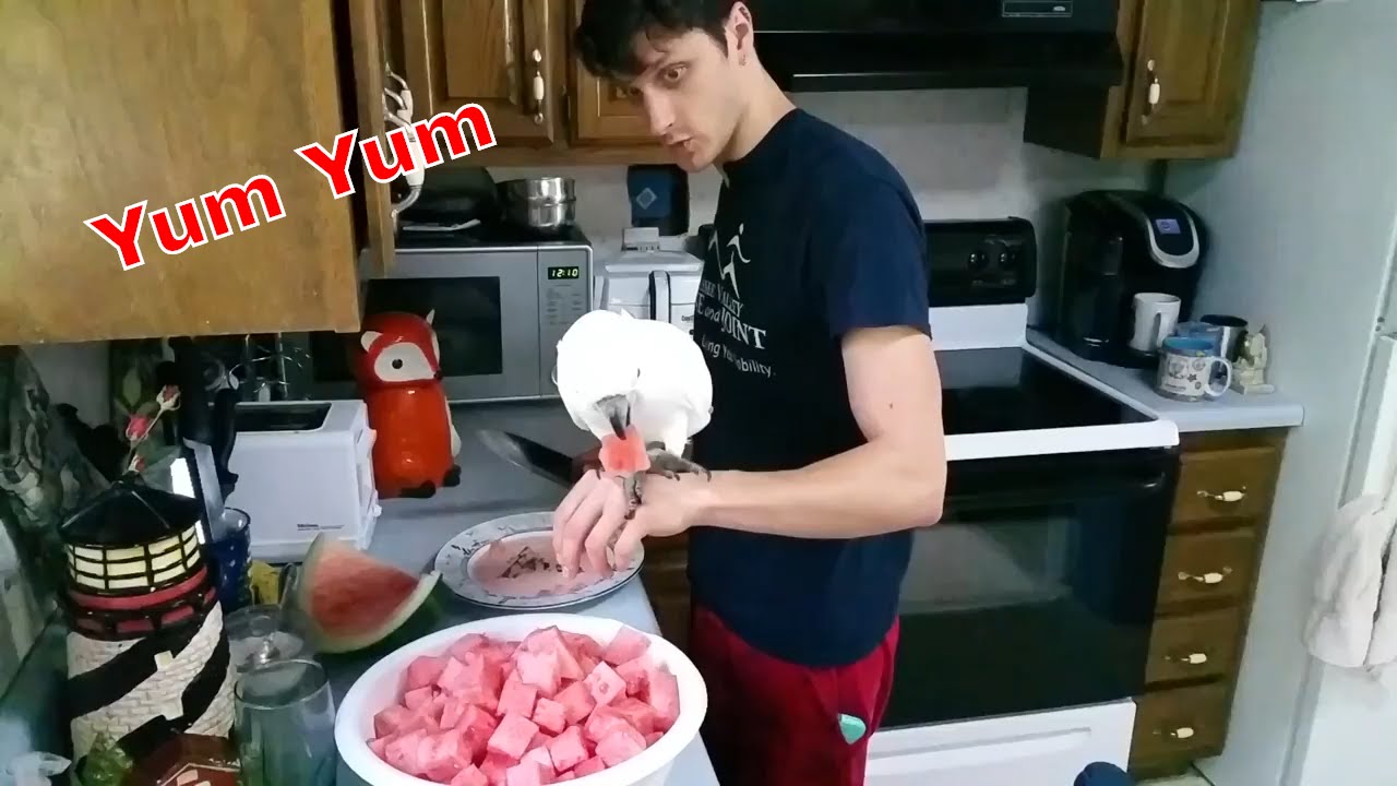 cockatoo price ph Trailer For The Onni Vlog episode 1