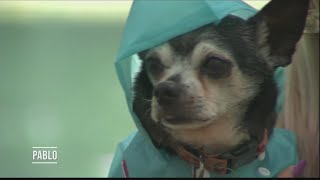 Meet this week s Perfect Pet Pablo