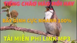 Tiếng Chim Chào Mào Mồi Hay | Âm Thanh Bẫy Chim Rừng Núi Dính Cực Nhanh 100% | Tải Miễn Phí Link Mp3