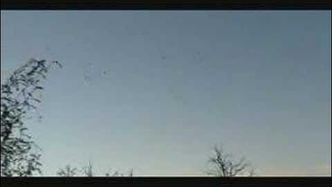 Live Ducks Calling at Other Live Ducks