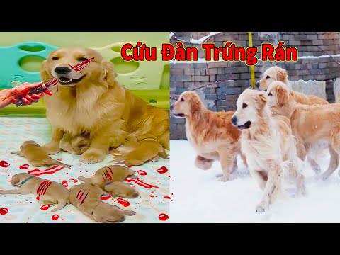 Video: Có bất cứ điều gì Stink Để một con chó?