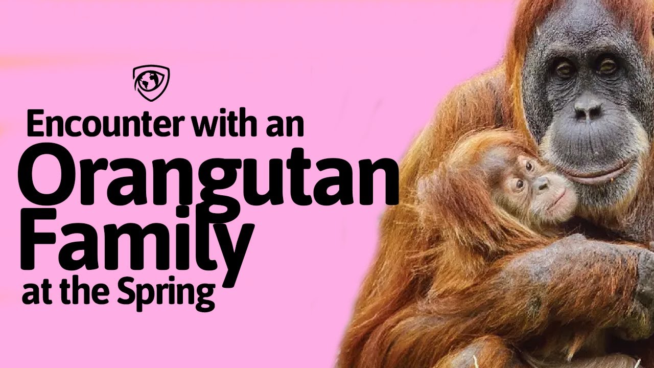 Orangutan Family at the Spring: Watch Their Amazing Interaction in the Wilderness 🌿🦧💚
