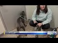 Kirk's Critters: Boogedy Bones