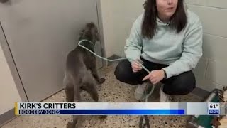 Kirk's Critters: Boogedy Bones
