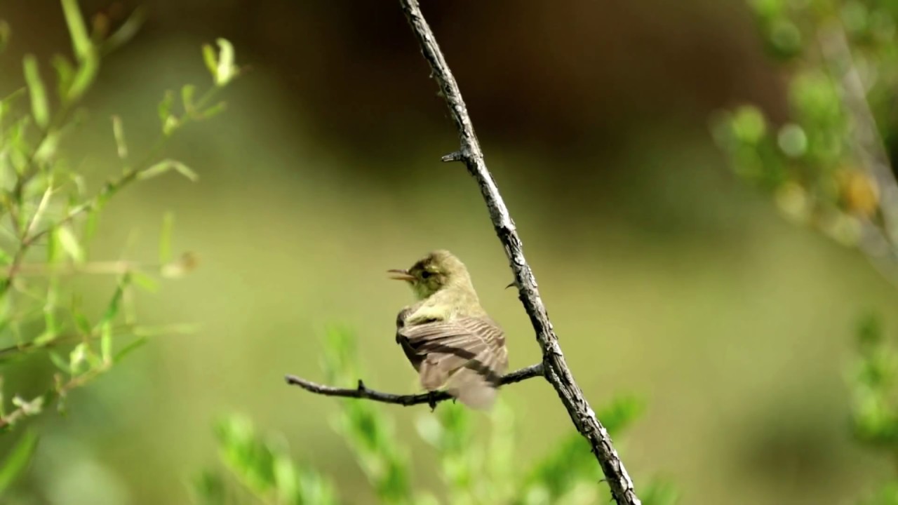 Melodious warbler