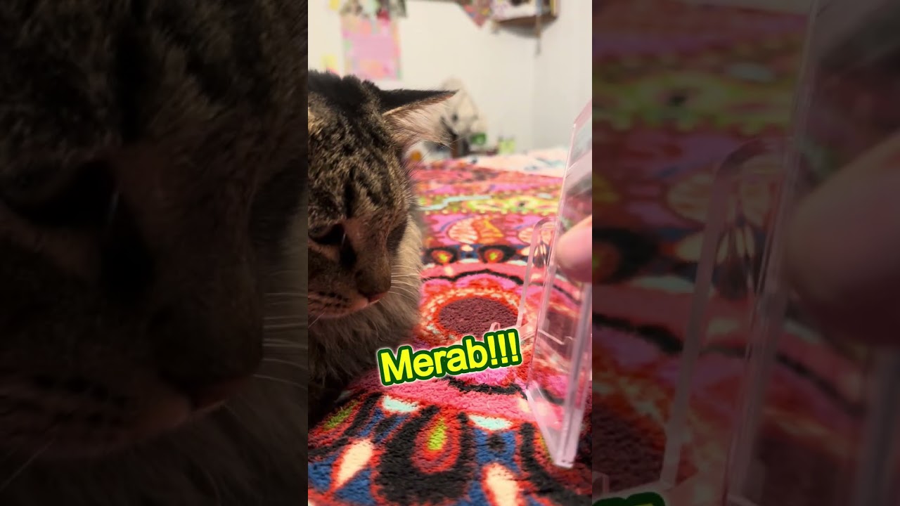 Winston call UFC 323 