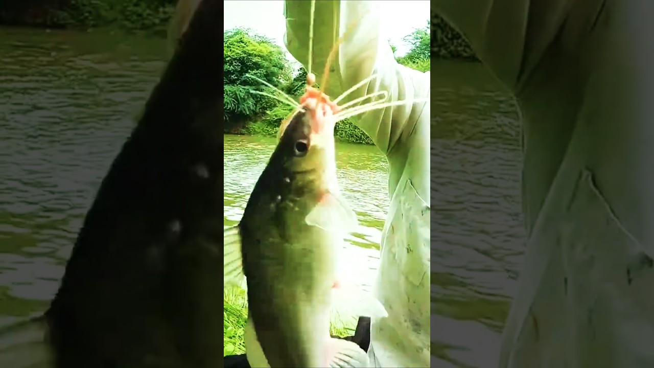 Katarina machhali Single hook 🪝 Fish in river 