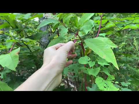Video: Cuidados y usos de las plantas de pokeberry: Cómo cultivar pokeberry en el jardín