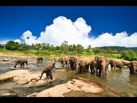 Video: Bedste kurbade i Sri Lanka