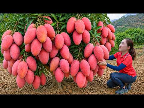 Harvesting Pink Mangoes to Sell at Market | From Orchard to Traditional Mango Salad