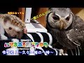 【ハリネズミ&フクロウ】~令和初!久々に一緒の一時~