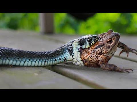 Video: Toxicitate și Infecție Cu șopârle, Broaște și Alte Reptile