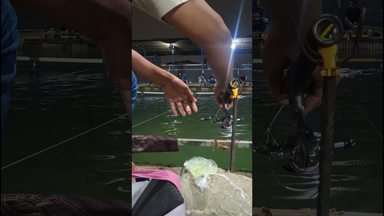 MANCING GALAPUNG IKAN MAS TEHNIK GLOSORAN PARAH GACOR JORAN GERAK2 SENDIRI !!!