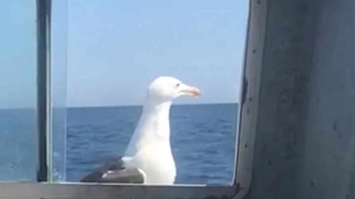 Lobster boat captain helps save gull that rode on his bow for 15 years - DayDayNews