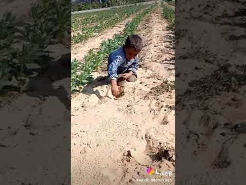 كده باي باي