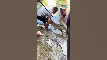 Đi câu giải trí tại hồ trong làng, người dân không ngờ cá sấu nặng gần 40kg dính mồi