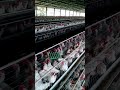 amazing Poultry  #shorts #poultryfarming