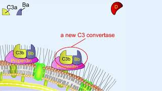 Alternative pathway of complement activation | Complement system | Shomu's Biology