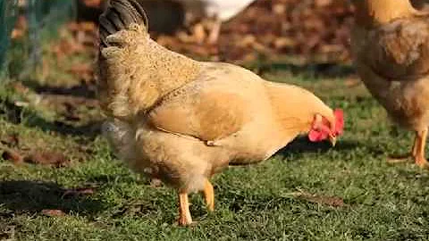 ¿Cómo le hace una gallina clueca?