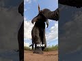 10 Animal Secrets That Sound Fake… But Are Actually Real